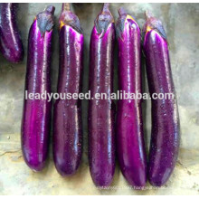 ME15 Zidu mid-early maturity red purple hybrid f1 eggplant seeds, aubergine seeds